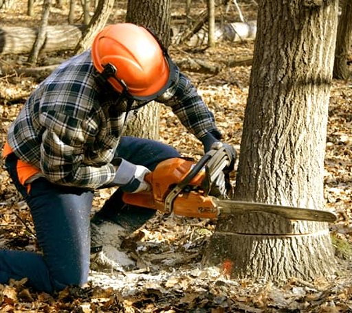 Tree Removal in Wakefield, MI